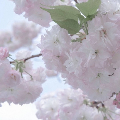 兽设设计灵感合集FurryQQ群